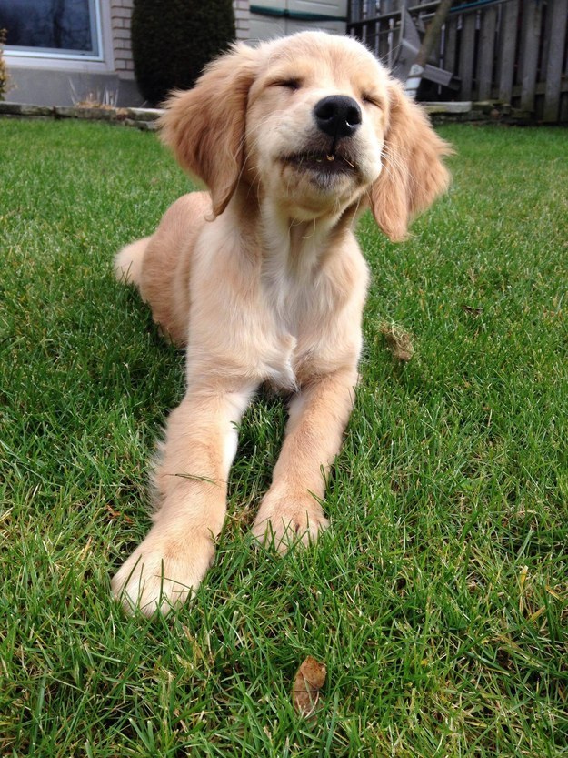 Hayatı Anlamaya Çalışan 18 Meraklı Yavru Köpek 9